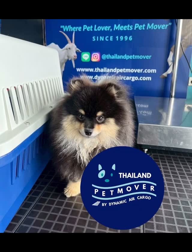 🥰 Thank you for trusting our services! Pet relocation services from SIN to BKK . #animallovers
——————————————————
🐶 Thailand Pet Mover
🐱 Where Pet Lover Meets Pet Mover
🐰 Inquire via LINE: @thailandpetmover
🐯 Or Email: service@dynamicaircargo.com
🐹 Our DMs are not monitored
🐷 A trade mark service managed by Dynamic Air Cargo, a member of IPATA and IATA.
——————————————————
Please make sure you contact direct to our customer service team
#bangkok #traveller #importer #exporters #animals #thailandpetmover #petrelocationservices #petrelocation
#animallovers #pet #petmoverthailand #petshipping #dynamicaircargo #thailandpetrelocation #petrelocationthailand
#worldwideshipping #petmover #petlover #cats #doglover #ขนส่งสัตว์เลี้ยงไปต่างประเทศ #หมา #แมว #ขนส่งสัตว์เลี้ยง #doglovers #dogs #pets #petboarding #Thialandpetmovernotpetmoverthailand