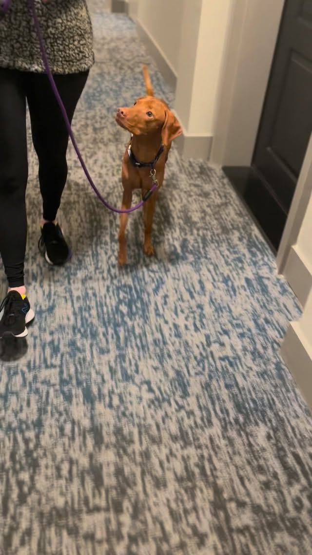 Our one on one private lessons are geared toward educating you, the client, on how to properly train and communicate with your dog. To learn more about our private lessons, check out our website at the link in bio, or just give me a call at (936) 248-6185.