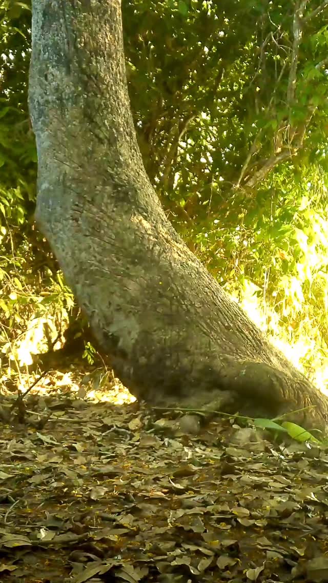 🐆 🇧🇷 MARCELA 🇧🇷 🐆
Meet Marcela, a young & curious female that roams the Pantanal! Daughter of the infamous Medrosa, Marcela comes from a strong blood line!
This is the most impressive scratch post we’ve ever seen. Wild cats will use posts like this for many reasons, like scent marking and sharpening claws 🐆
#Jaguar #PantheraOnca #Pantanal #WildCatImagingProject #JaguarsOfThePantanal #WildlifeConservation #BigCats #WildCats #CameraTrapping #WildlifePhotography #ConservationPhotography #NatureConservation #SouthAmericaWildlife #BrazilWildlife #PantanalJaguars #SaveTheJaguars #JungleGiants #Panthera #WildlifeReel #ExploreWildlife #NatureReel #CatOfTheAmericas #AmazonWildlife #PredatorInFocus #WildlifeAwareness #FieldBiology #ConservationInAction