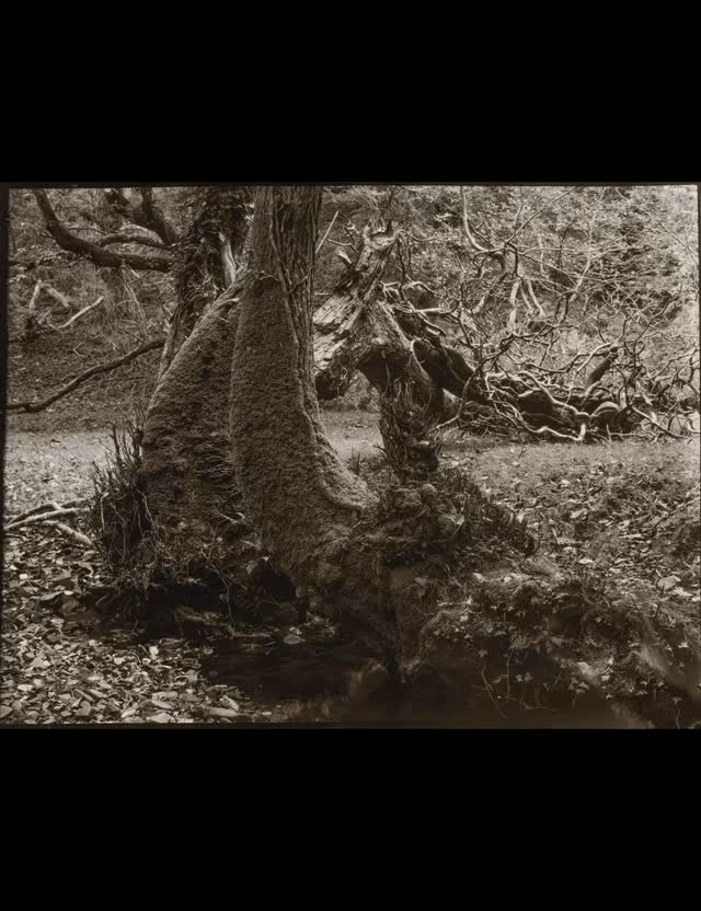 Peaceful morning in the #quantocks with the full plate #largeformat #antiquecamera and some self-poured emulsion glass plates and x Ray film to capture the autumnal beauty of the area - great company with @petesworldtoday. Some #longexposure images as the glass plates are only ISO2 and it was a very cloudy day - up to 7 minutes exposure times!