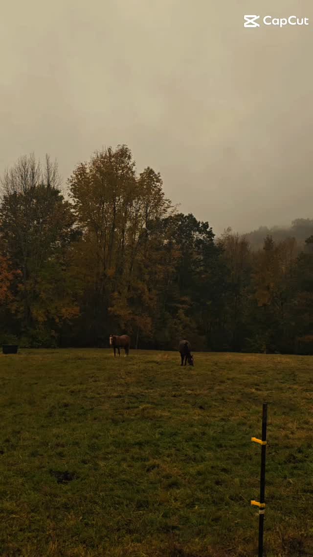 #newyorker #horsepower #upstate #emotional