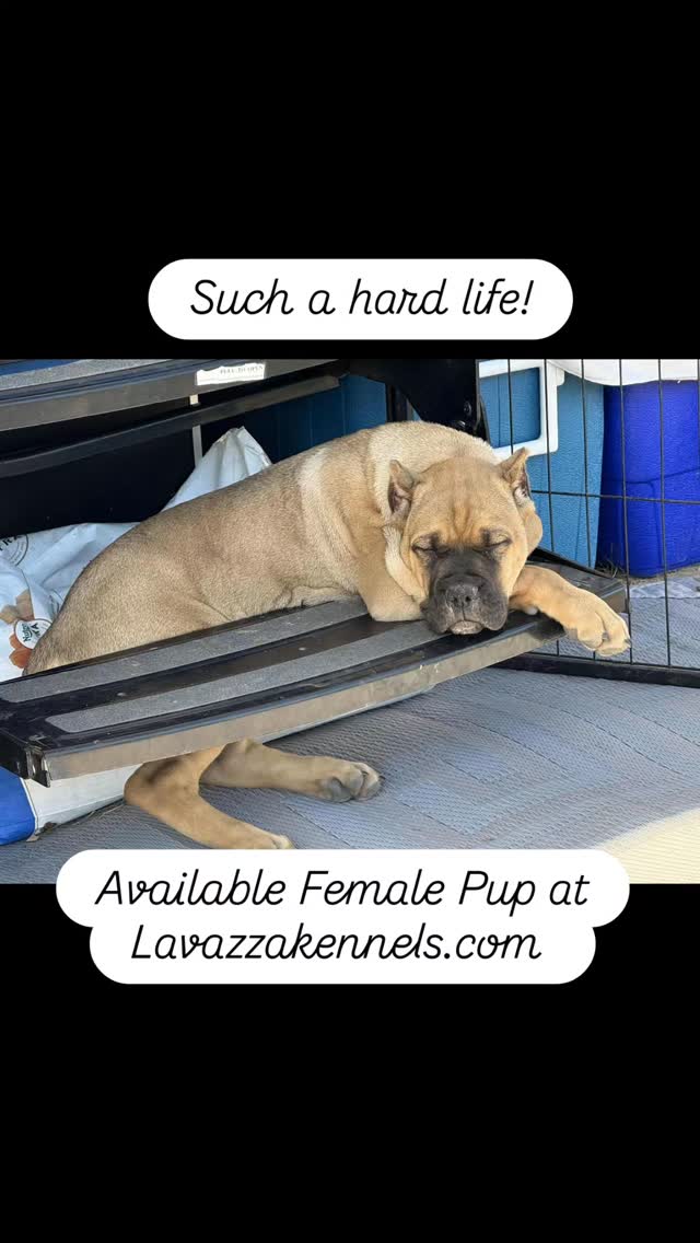 #canecorso #canecorsoofinstagram #canecorsofans #canecorsolife #canecorsolover #canecorsopuppy #canecorsoloversofinstagram #canecorsoitaliano #canecorsokennel #availablepuppies #canecorsopuppies #dogsofinstagram #rehoming #doglife #akcgrandchampion #dogoftheday #doggo #doggram #doggyeyes #cuteanimals #cutedogs #dogloversofinstagram #dogkennel #dogbreeder #akcshowdog #akcchampion #AKCshow #AKC#blessedlife