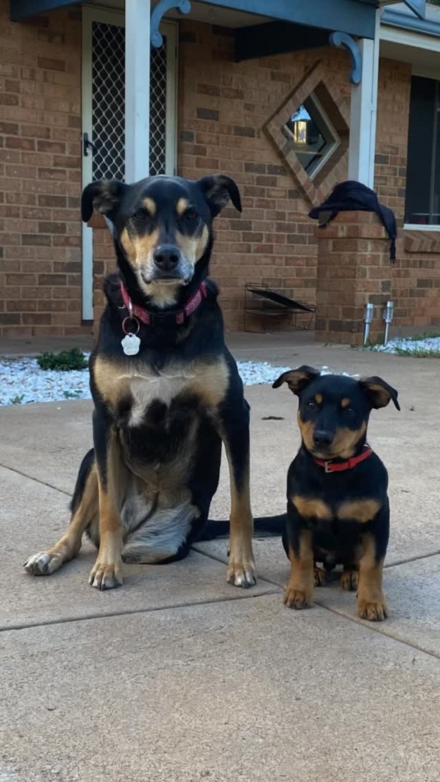 A truly one-of-a-kind keepsake for a one-of-a-kind family member 🐾
Sasha’s family reached out to us after her passing, looking for something special to honour their girl 🌈 - you see, Sasha took on life with just three legs 💕
They thought their “tripod girl” request might be a little unusual, but we assured them it couldn’t be further from the truth. At MCC, we know every single doggo is unique in their own way - and we approach every single design we create with this in mind.
That’s why our From Photo Keepsakes are crafted directly from your favourite photo, designed to capture their personality and those little quirks that make them unmistakably them - the tilted head, the proud sit, the scruffy ear that never quite behaved… we look for it all.
Even for the pups who take on life with three legs instead of four ❤️
#miacooperandco #furfamily #bestfriend #petmemorial #dogmemorial #kelpie #kelpiesofinstagram #petlovers #dogsofinstagram #pet #kelpiesofaustralia #workingdog #metalwallart #petportrait #custom #keepsake