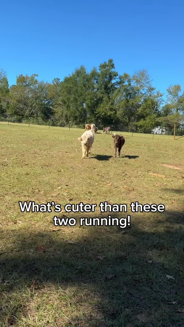 I could just squeeze them 🥰😭🥺
#babycows #minicowsofinstagram #minicowsoftiktok #highlandcows #farmlivingisthelifeforme #cowsmakemehappy #cowgirlboots #cowgirlup