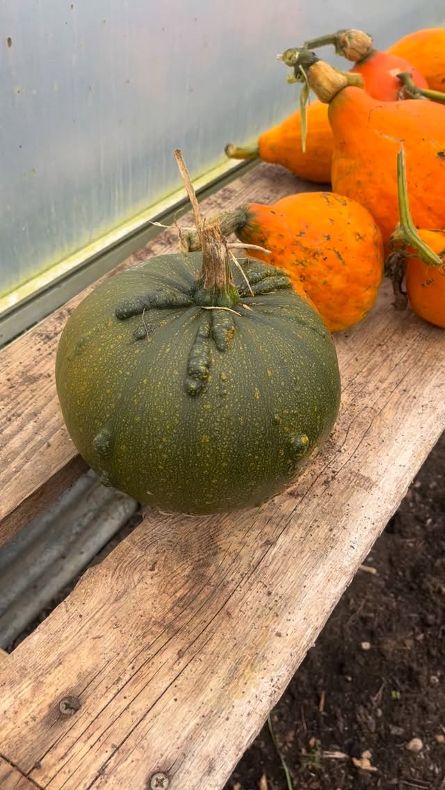 #abundance #nutrientdensefood #seasonal