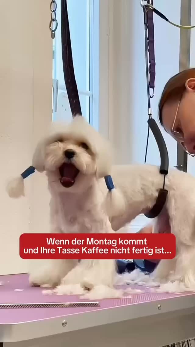 #grooming #hundesalon #luzern #grooming_luzern #maltese #pudel #bolonka #pomeranian #spitz