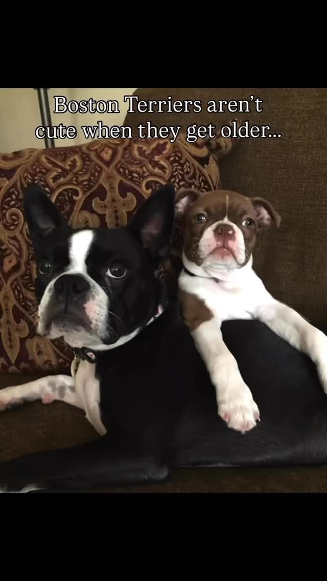 @seamus_rooney_the_bostons They're too cute❤️ #bostonterrierlove #bostonterrier #bostonterriers