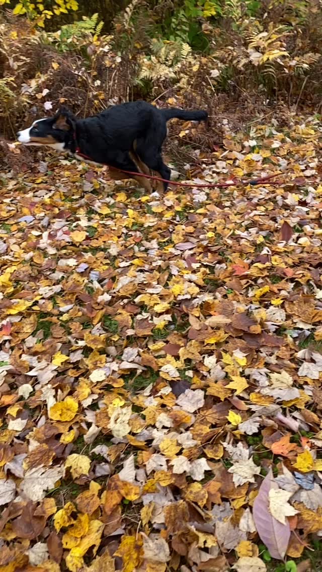 Running *to* a treat or running *from* mama?
🤔
Enjoy this speedy little baby Bert!! 💨