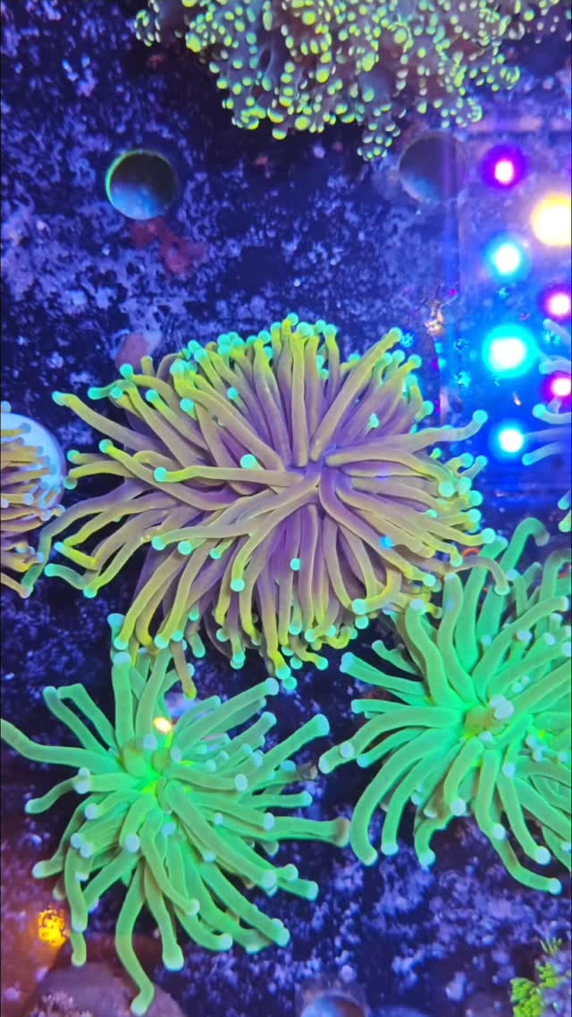 POV: hai promesso di smettere di comprare coralli... ma poi entri su www.reef-aquarium.it e ti ritrovi con il carrello pieno 😂
🎶 “Ma è del mestiere questa?” 🎶
Quando la passione per il reef vince su ogni buona intenzione! 🐠💙
#ReefAquarium #Coralli #Marino #AcquarioMarino #ReefAddict