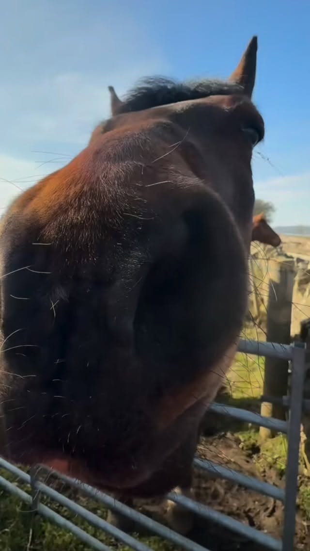 Come to Northumberland for the wonderful (sometime unusual) wildlife. You might meet @nationaltrust Dog Rangers on #hadrianswall. Friendly volunteers with their bipedal sidekicks welcoming four legged visitors and friends and sharing the #countrysidecode
#visitnorthumberland #trailswithfriends #lovenorthumberland #dogfriendly #adventureawaits #travelswithdogs
