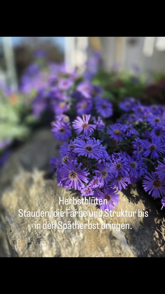 Auch im Herbst zeigt der Garten seine ganze Stärke.
Pflegeleicht. Natürlich. Dauerhaft schön.
#inngaerten #herbstgarten #staudenliebe #naturgarten #tirol #innsbruck #gartengestaltung #blütenpracht #natursteingarten