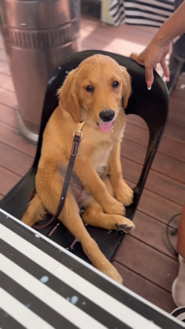 ☕️🐾 Morning coffee with our beautiful pups, Rhythm and Crypto! We treated them to some puppy chinos, and as you can see, they absolutely loved it! I know I’ve said it a thousand times, but there’s something truly special about UK golden retrievers. 💛
These two were so well-behaved, sitting on the seat for an hour and a half without jumping off, even with all the other dogs walking past! It’s so impressive for puppies their age. We couldn’t love our little furballs more! 🐶✨ #PuppyLove #GoldenRetrievers #MorningVibes