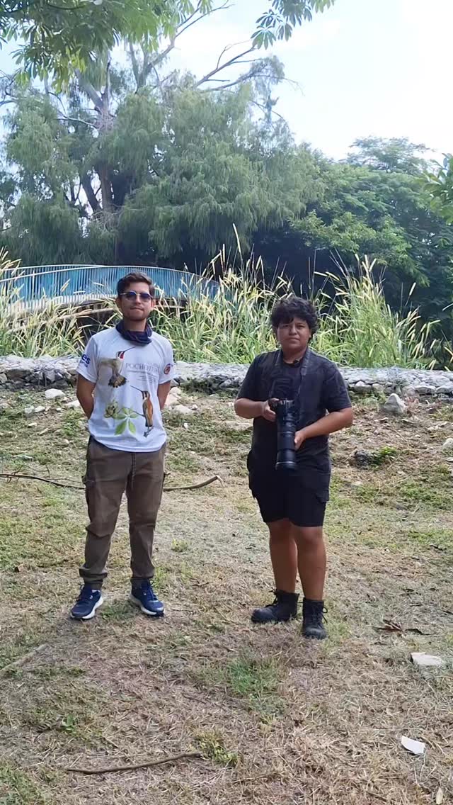 Les comparto la pajareada de este sabado pasado en Tuxtla Gutiérrez con @heliomaster.mx
#avesurbanas #pajareando #tuxtlagutiérrez #educacionambiental