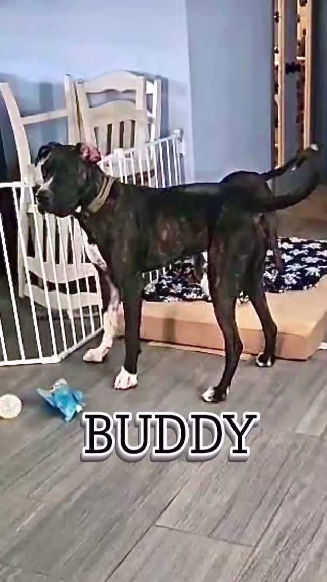 BUDDY 🐾 was back for the weekend! He’s made fantastic progress & had a blast with Misfit! Watching them play is so much fun, and I adore seeing improvements in my clients’ fur babies ❤️
#abetterpetdogtraining #dogsoflasvegas #dogreels #bigdogs #vegasdogs #explore #lasvegasdogtrainer #dogboarding #dogboardinglasvegas #dogplaytime #dogsocialization #dogsofinstagram #doglife