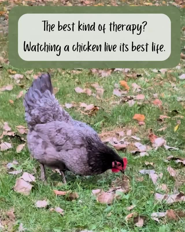 The best kind of therapy. #chickens