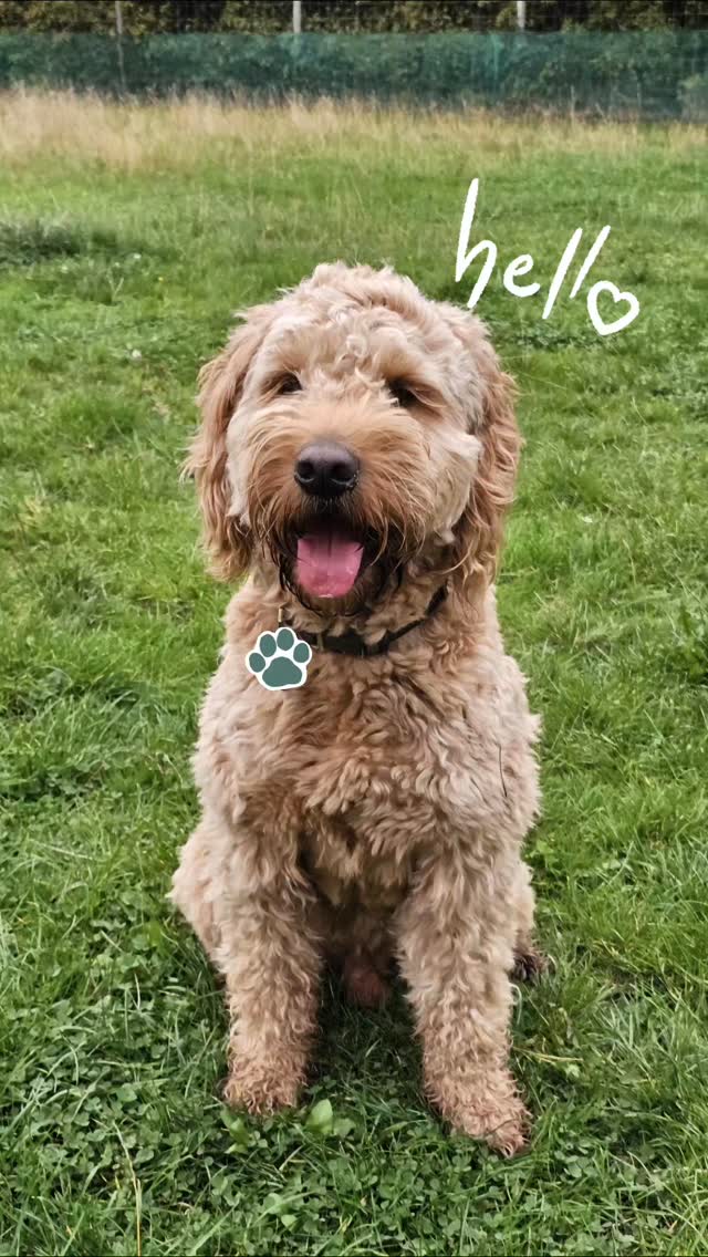 Welcome Milo! 🐾 Smashed his first day meeting the pack 🐾