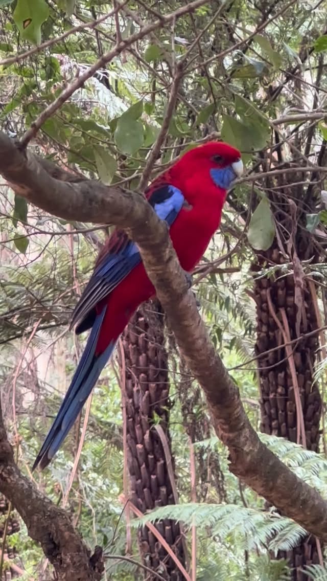 #rosella in the #dandenongs