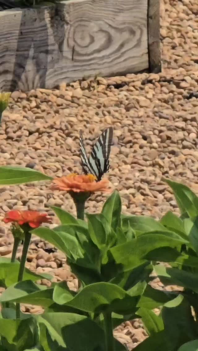 #quotes #viralreels #butterfly