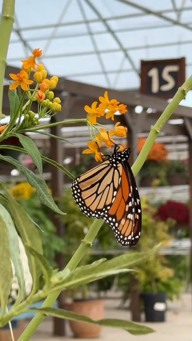 Friendly reminders that flowers aren’t just for humans. 🪴🦋🪴#homegrownplants #hgp380