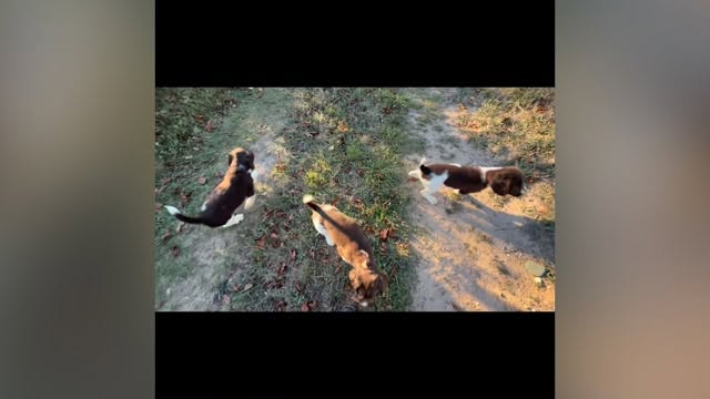 Betty x Chance puppies out for a fun….