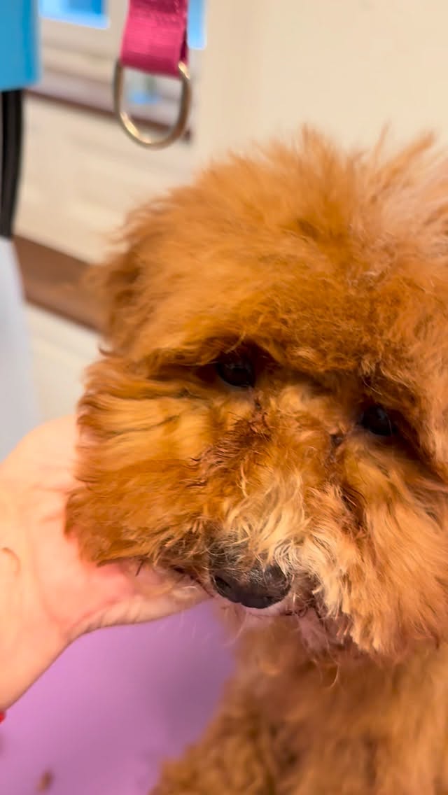 #grooming #hundesalon #luzern #maltese #hundesalonluzern #toypoodlelove #labradudel