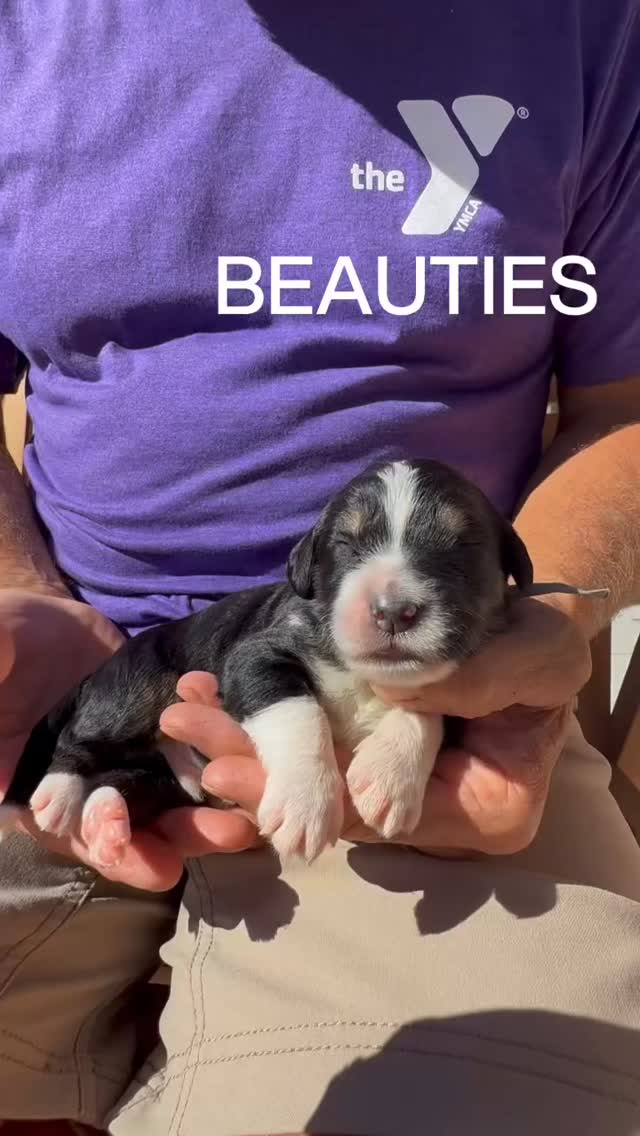 1 week old & growing up sweet as sugar @elevatedstandardsnc ❤️ #bernedoodlepuppies #bernedoodlepuppy #bernedoodlesofinstagram