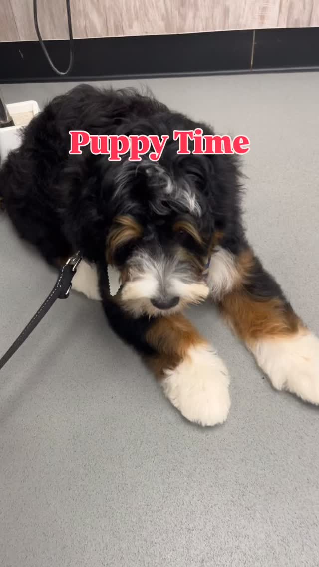 Puppy Grooms are so important for creating a positive grooming experience for your doggy.
Book them in early so we cans gently make it stress free and safe for them.
Dog Grooming @ Scruffy Dogs
scruffydogs.net
47c Cardiff Road, just off Llandaff High Street
#cardiff #cardiffdogs #dogsofcardiff #scruffydogs #PuppygroomCardiff #puppiesofcardiff #dogsofpontcanna #pontcanna #doggroomingcardiff #dogsofllandaff #dognailclippingcardiff #dogsofllandaffnorth #dogsofllandaff #llandaff #llandaffnorth #whitchurch#dogsofwhitchurch #dogsofrhiwbina #dogwalkingcardiff #cardiffwales #cardiffdog #southwalesdogs