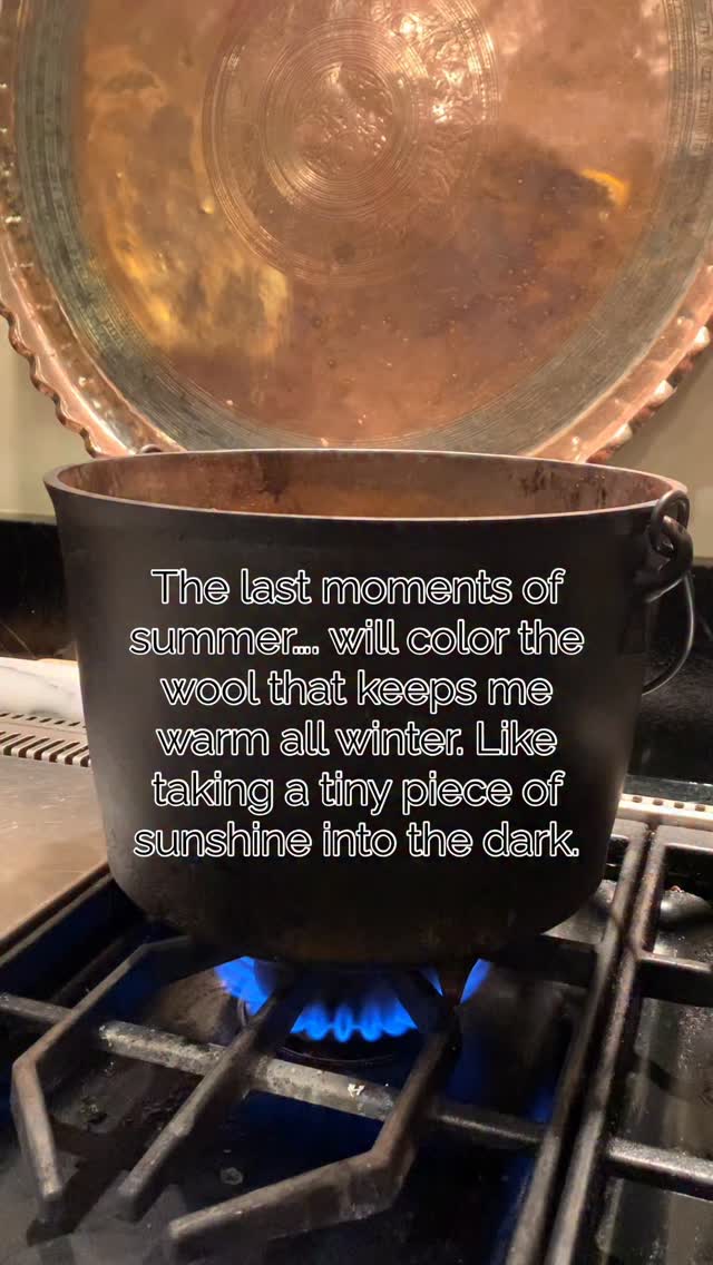 It’s these seasonal cycles, patterns & tasks, all deeply rooted in Nature, that connect me with rhythms I might otherwise not be able to hear clearly. I suppose we all have those, or yearn for them. Mine are the plants, the flock, the wool, the seasons, the soil, & the sustenance- both physical & spiritual. They hold me firmly in place even when I don’t fully recognize the world. Are there annual tasks, or traditions, that you cherish? Ones that ground you again & again… even when life feels unpredictable? I’m canning for the first time & loving it, preserving the summer’s abundance, but also feeling hyper aware of how much life has changed in the last 100 years.
#naturaldyeing #naturaldyes #icelandicsheep #marigolds #naturaldyersofinstagram #naturaldye #homesteadliving #homesteadlife #wool #seasonalflowers