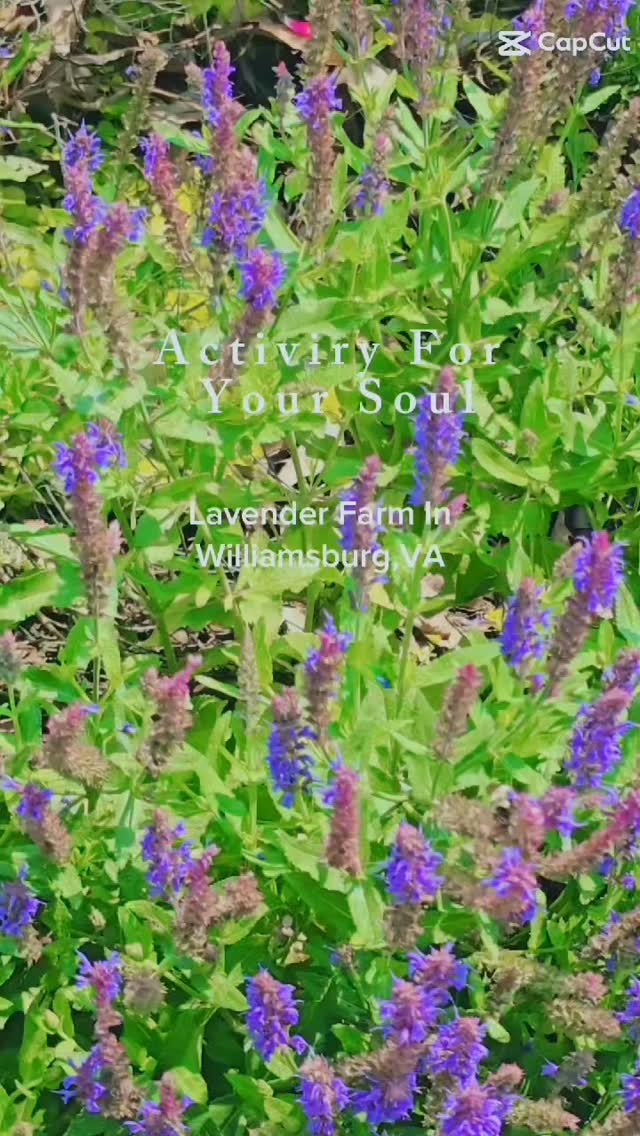 #peaceandlove #lavender #farmlife #adventuretime