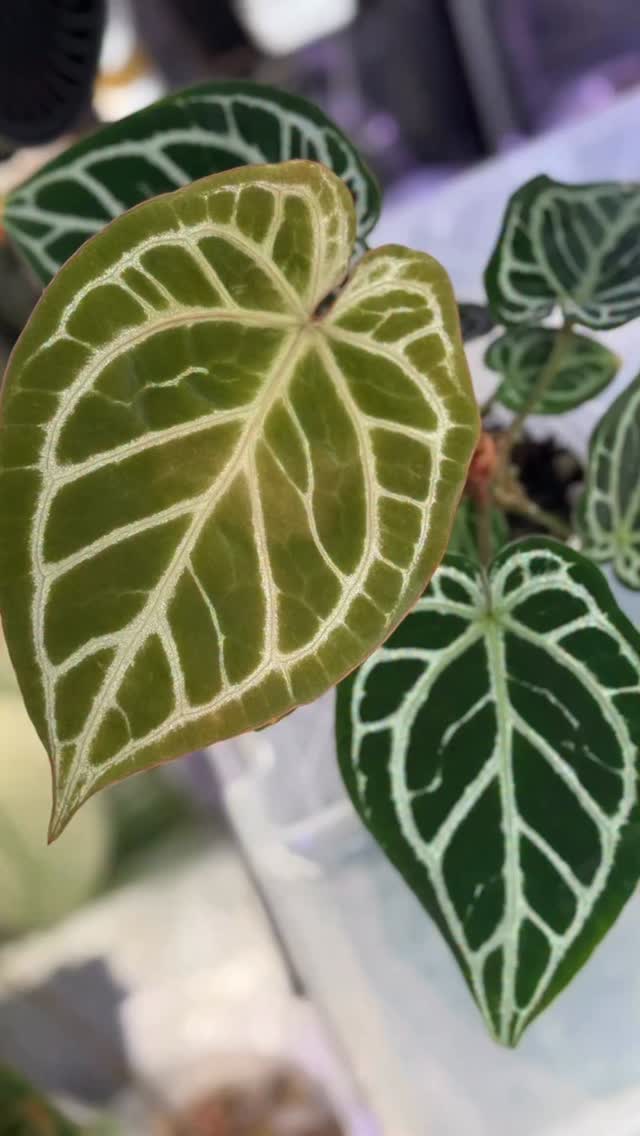 Did you see how sparkly the veins are? It’s more perfect with the pink vein on the new emergent 😍
A vigirous grower too 🌱
Thank you @exoticsinadhd for sharing this Brielle x Zara with me.
#plantcommunity #supportsmallbusinesses #plantparents #anthuriumbriellexzara #anthuriumdocblock #plantfriend #silverveins #anthuriumsociety