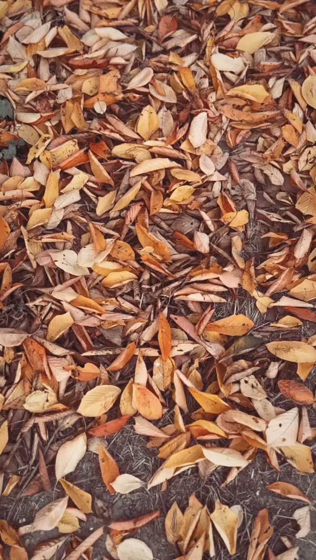 Just some of the sublime food we have had as part of the long running Second Saturday Supperclub’s and Two Course Set Menu’s we’ve hosted for the last three years at @kingsheadbildeston with @nicogray2 @freddie_fallon @tornado_ices @helenespins and many more! Come and join us for our next Supperclub on the 8th November! #supperclub #secondsaturdaysupperclub #suffolkfood #suffolkproduce #suffolkpub #whattodosuffolk