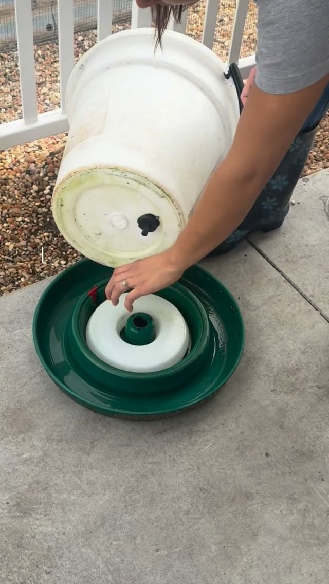 Just your average housekeeping shift at the duck penthouse 🧹🦆
Caring for ducks and chickens is a big responsibility but one we truly love.
It’s one of the things that sets our school apart. Through daily care, children learn respect for life, responsibility, patience, and empathy lessons that tie directly into Montessori education and purposeful work.
We’re incredibly grateful for our community members who volunteer week after week to help care for these animals. They feel your care and so do we. 🦆🐔💛 #poultrypatrol #education #montessori #community