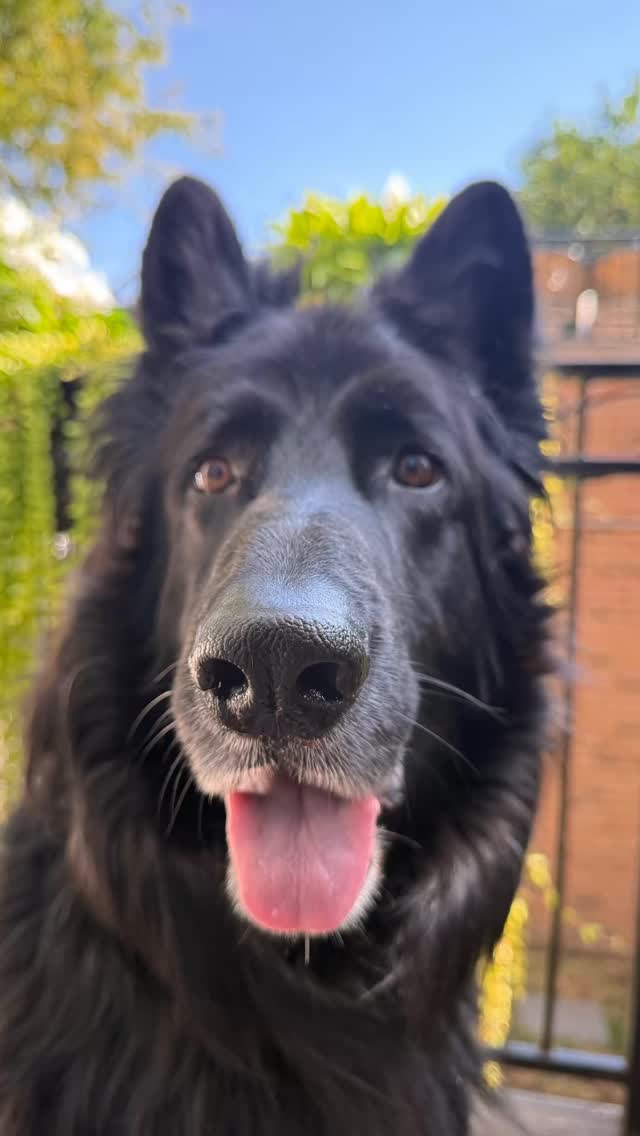#bigted #teddy #schellpups #germanshepherdofinstagram #kataroundtown #dogs