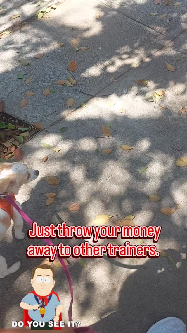 Get this through your head.
Humandog is the best dog trainer in the world
5 hours with this cocapoo and look at the results. 5 hours
5 days. $500 plus a 15 min report at end each day
How can you lose. What can you lose. People are paying thousands and then come to me. I am insulted. For the dog
For the love of the dog. Come to me
#hollywood #dogtrainer #dogtrainer #dogtraining #discipline #leadership #dogwalker