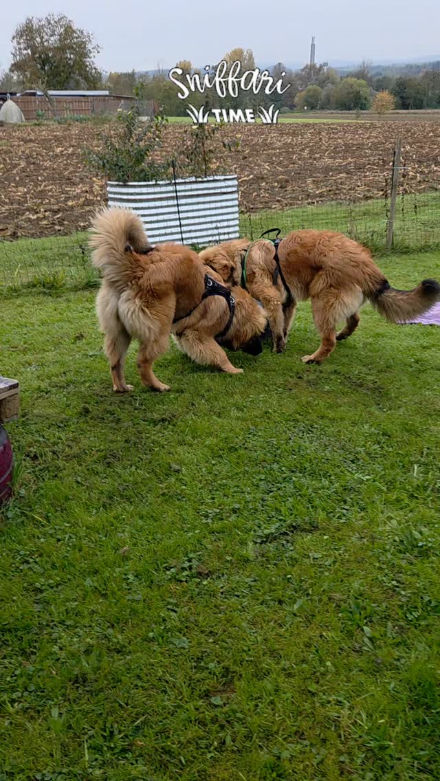 Viel Spass im Schnüffelgarten - Hundeland
hatten 🐾Elani &Einstein🐾🫶
#schnüffelnase #schnüffelgarten #hundeland #leonberger #codedoglove #hundeglück #hundeliebe #zurzibiet #fricktal
@vomwuschligenchaos @nicole_akilah