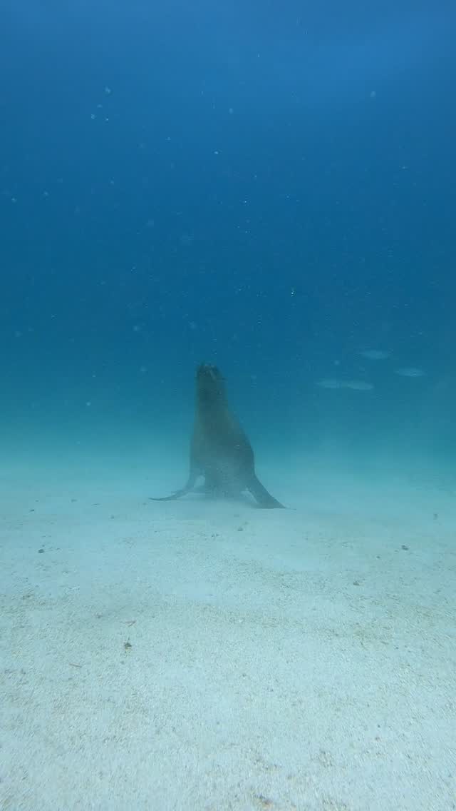 Discover the world of scuba diving in Cabo Pulmo National Park, declared a UNESCO World Heritage Site and home to one of the most successfully protected coral reefs in the world.
Get your PADI Open Water Diver Certification in a professional and supportive environment.
Send us a message to learn more 🤍⬇️
#cabopulmo#girlsthatscuba#scuba#womensretreat#diving#nationalpark#conservation#cabo#mexico