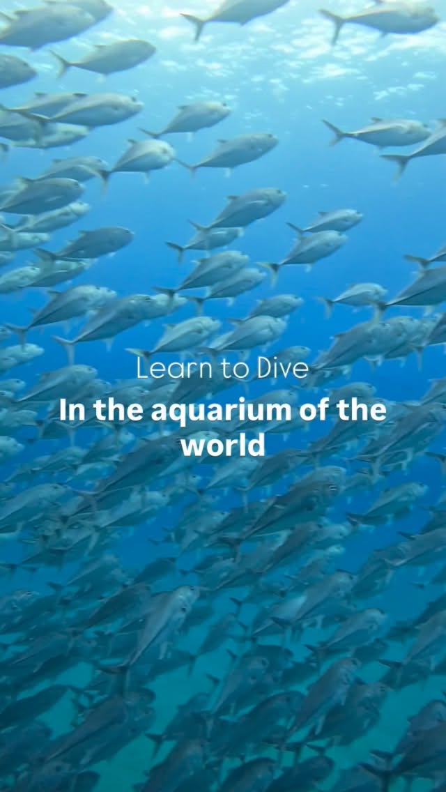 🪼Women´s Scuba Certification Retreat
📅November 21st - 23rd 2025
📍Cabo Pulmo National Park, Baja California Sur, México.
🦈Discover the world of scuba diving in Cabo Pulmo, declared a UNESCO World Heritage Site, is home to one of the most successfully protected coral reefs in the world.
Send us an DM for more info.