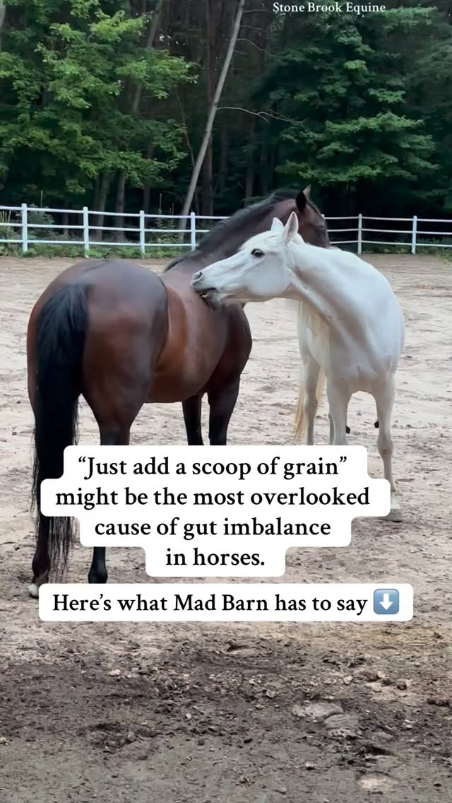 Mad Barn just posted that research shows that for every pound of grain or corn-based feed added to a horse’s diet, the risk of colic jumps by 70%.
Seventy. Percent. 😳
Why?
Because the equine digestive system wasn’t built for concentrated starches — it was built for continuous, slow grazing. When we overload the system with quick carbs, we disrupt the delicate pH balance of the hindgut, triggering inflammation, acidosis, and in some cases… laminitis or colic.
A horse on pelleted or grain-based feeds is up to 9.5 times more likely to colic than one eating mostly forage. That’s not coincidence — that’s physiology.
🌿 The body tells us everything if we’re willing to listen:
Tension through the topline
Sensitivity around the flanks
Girthiness
Uneven muscle development
Moodiness under saddle
All of these can point to internal discomfort long before a colic episode ever happens.
That’s why my focus — and what I teach inside Stone Brook Academy — is prevention through body balance.
✨ Massage helps restore gut motility by improving circulation and reducing tension in the core and lumbar region.
✨ Acupressure supports digestive health by activating meridians connected to the stomach, spleen, and liver.
✨ Forage-based nutrition keeps the gut biome stable and the mind calmer.
Your horse’s gut health and muscle health are inseparable.
Feed balance + bodywork = true wellness.
If you’re ready to learn how to spot the early warning signs and bring the body back into balance through hands-on techniques, join me inside the Academy — where we go deeper than feed charts and training plans.
💚 Because prevention starts in the body, not the feed room.
🌿 Follow for more horse care tips
🌿 Learn how to massage your own horse at Stone Brook Academy Online today!
#horsehealth #horsetips #equestrianlife #farmlife #farmer