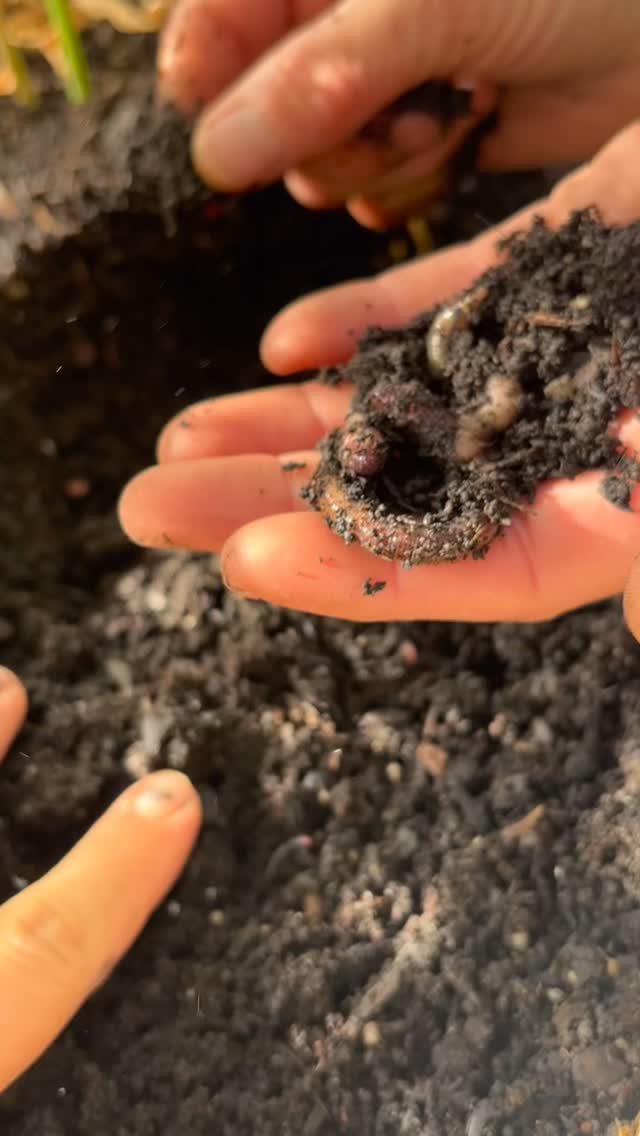 Worms!!!!
While harvesting ginger this morning, we discovered how many worms we were growing as well.
This raised bed located in our greenhouse was kept warm, wet and covered with clear plastic the entire season which created the perfect conditions for worm repopulation.
Happy soil, happy plants, happy farm!
-
#fortheloveofthesoil #wormcasings #worms #regenerativefarming #farming #marketgarden #utahfarms #localfarms #soilfoodweb #healthysoil #foryoupage