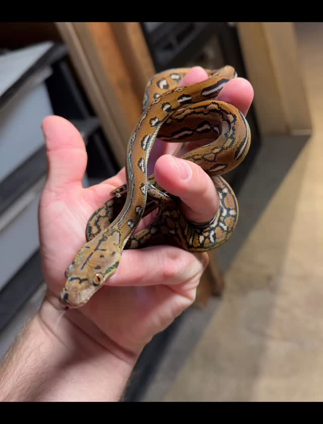 Out of the entire Aztec clutch only two of them look like this. Their pattern and colors are different from all of the rest. They really stand out next to the others. The one on the left is what I’m referencing compared to the more typical Aztec on the right. #nathanhessreticsandmore.com
