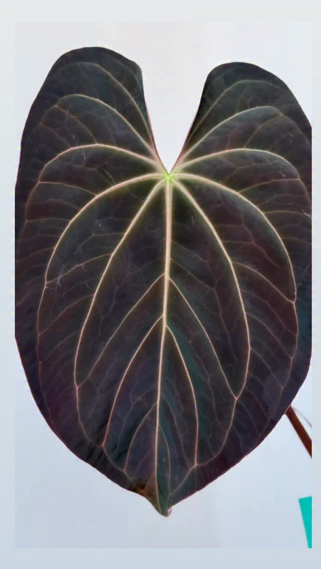 “Rainbow” Besseae x Papi A+
From a seedling turns to this majestic beast! We have gone thru a lot together and here we are, happy together 💚💚
We hope today brings happiness to you and those around you.
#plantsmakepeoplehappy #plantcommunity #supportsmallbusinesses #anthuriumbasseaerainbow #anthuriumbasseaeaff #growingfromseed #plantparent