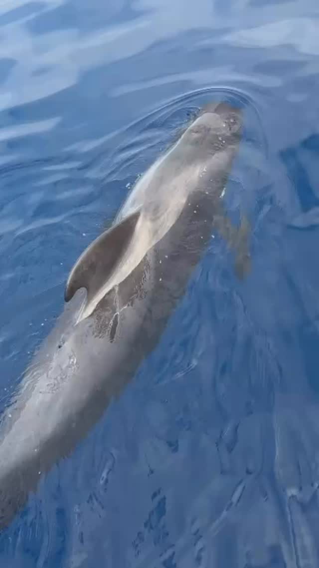 🌊🐋 Best time to see whales?
Any time! The pilot whales here are resident families living all year-round Tenerife coast☀️🌥️
No matter the weather — we spot them more than 99% of our trips! 🐬💙
Join us and meet them in the wild with @blue_jack.sail