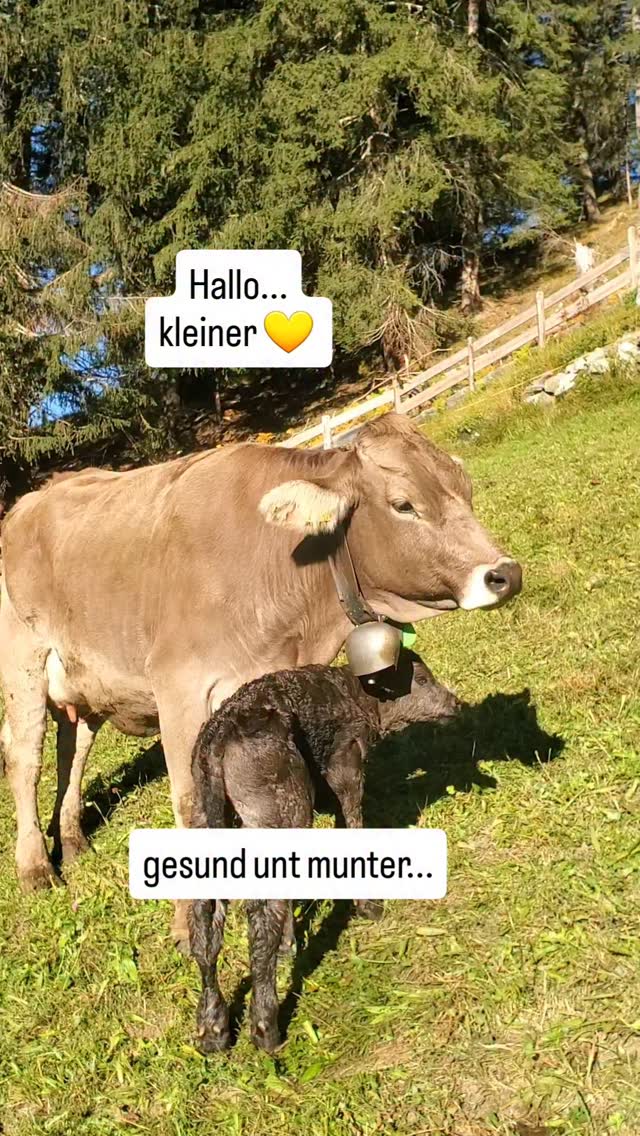 Willkommen K A Y 💛
Die Namen der Kälber werden von der ganzen Familie auserwählt. Wobei man schon sagen kann, die Kinder bestimmen und wir dürfen ein Weto einlegen.
Welche Namen beforzugen wir? Alle Namen haben eine Geschichte. Es sind Namen von Freunde, Personen die wir schätzen oder vermissen. Namen aus Lidern die wir offt hören. Menschen mit den wir ein Stück Weg gegangen sind.
Dieses Jahr haben alle unsere Kälber den Anfangsbuchstaben K.
Dieses Jahr war klar, dass erste Männliche Kalb heisst Kay, so wie unser Kamaramann von der #Landfrauenküche2025 😀💛
#langwies #biohof_rofel #arosa #schanfigg #landwirtschaft #regionplessur #vombuur #bauernhofleben #buure #kalb