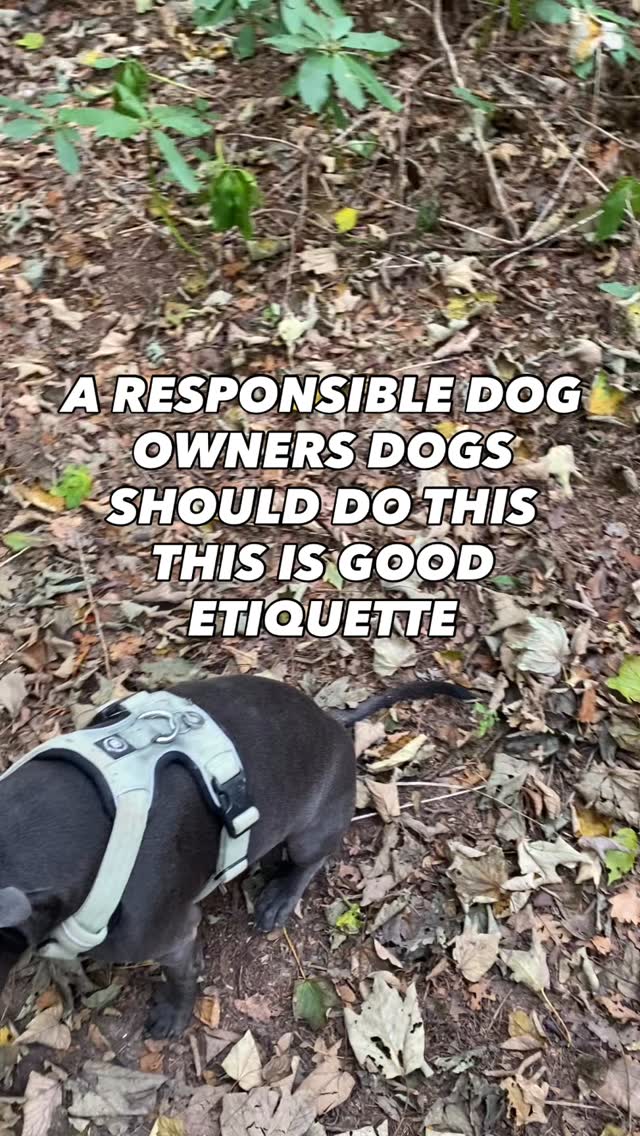 There is a good etiquette to being a dog owner
Your dog walk should be about walking your dog
Sole focus and attention on them
Not
❌ your phone
❌ walking along chatting to your friends
You should be focused on where your dog is and what they are doing at all times
You should be interacting with them, playing, training, adding structure to their walk
But If you do have to be on the phone
Or bump into a friend
Then your dog should stop with you, be sitting or standing near you
Looking to you for guidance on when to keep going
Why?
Well your attention is not on the dog, so you can’t tell what they are up to if they are not by your side
This is for the safety of your dog and other dogs
Your dog may be friendly
Not all dogs are
Or you may miss someone that is walking a nervous dog on a lead because you are distracted potentially make that other dogs experince very stressful
If your dog doesn’t check in with you all the time and come back when you stop then you are not making your walks about your dog
Because If you did they will want to be near you at all times
Need help walking or training your dog?
Pop us a dm to chat
#chalfontstpeter #chalfontstgiles #gerrardscross #dogwalking #dogwalker🚶🏻♂️🦮💨 #seergreen #beaconsfield #dogtrainer #dogtraining