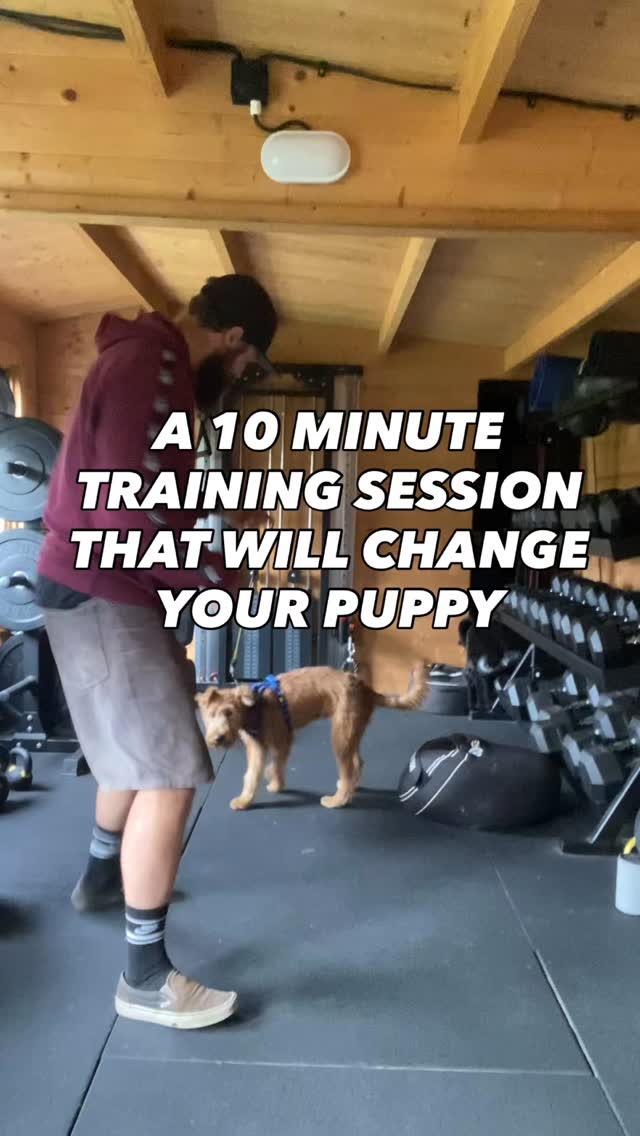 If you put in the groundwork with a young dog, you will have the best dog for life
Need help training or walking your dog
Pop us a dm and let’s have a chat
#Chalfontstpeter #chalfontstgiles #gerrardscross #dogwalking #dogwalker🚶🏻♂️🦮💨 #seergreen #beaconsfield #dogtrainer #dogtraining #puppy #puppytraining