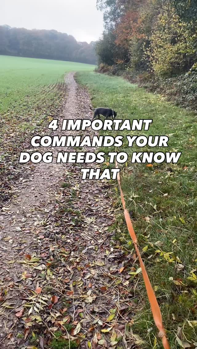 These are the 4 basic commands you want your dog to understand on a walk
🐶Recall (their name)
🐶Heel
🐶stop or wait
🐶Free
If your dog understands these and can respond to them in any situation
You will have a better behaved dog then 90% of dog owners
Pop us a dm if you want help training your dog
Drop us a follow if you want more tips on how to have the best behaved dog
#chalfontstpeter #chalfontstgiles #gerrardscross #dogwalking #dogwalker🚶🏻♂️🦮💨 #beaconsfield #dogtrainer #dogtraining
