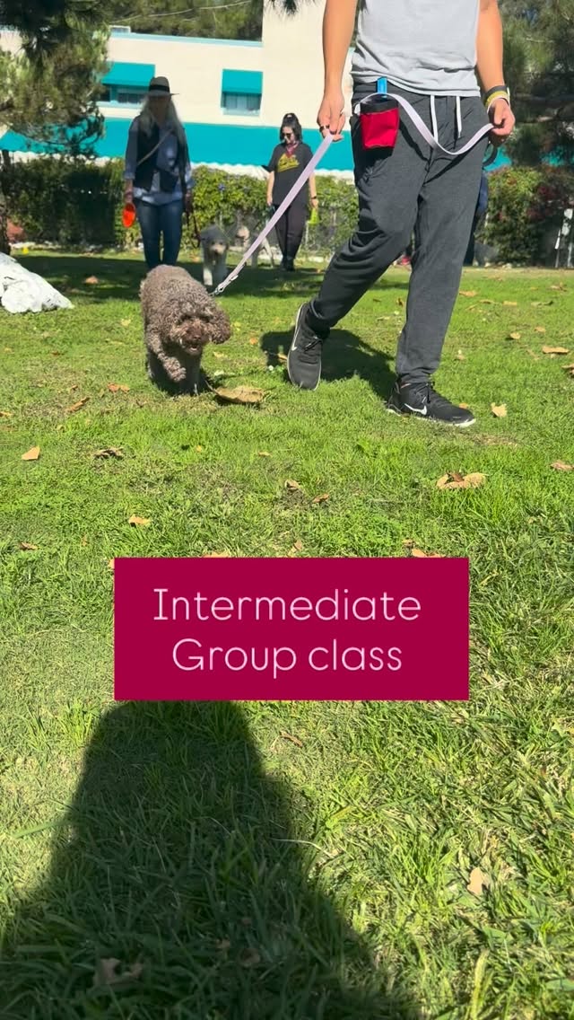 #dogtrainingclasses #dogtraininglosangeles