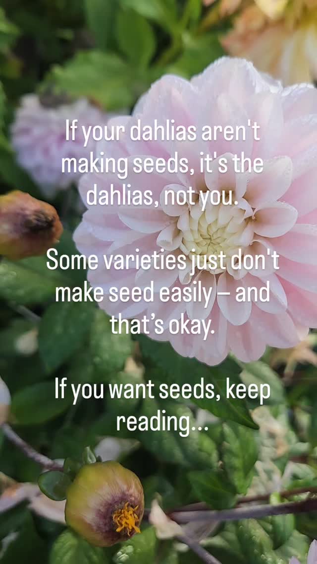 Not every dahlia will make seed — and that’s something worth knowing before you cut the last blooms of the season. 🌿
Some varieties are naturally stingy with seed, while others will happily ripen pods well into autumn.
It all comes down to bloom form, pollination, and genetics — not anything you’re doing wrong.
If you’ve been wondering why your dahlias aren’t producing seed (or how to encourage the ones that can), we’ve covered it in this week’s post:
✨ Why Your Dahlias Aren’t Producing Seeds (and What You Can Do About It)
(link in bio)