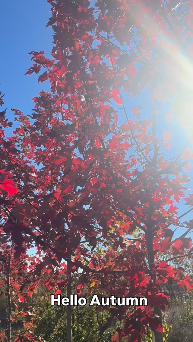Our favourite time of year on the nursery! 🍂
.
.
.
#floraefarms #shrubandtreenursery #nursery #nurseryplants #treenursey #localtreenursery #ontariofallcolours🍁🍂 #fallplantingseason #autumnblaze #autumnblazemaple