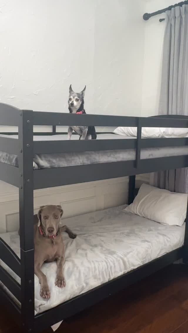 it wasn't their favorite 🤣🤣🤣Would your dog like their own bed or they'd still want to get in bed with you? 😆Join us at DOGAROOO — the Ultimate Dog Convention! 🐾🐕🐩
Mark your calendars 🗓️ March 6–7, 2027 at the @pasadena_conventioncenter in Pasadena, CA! This is the can’t-miss event for dog lovers everywhere. 🐶✨
Here’s what you & your pup can look forward to:
✨ Vendors & Sponsors with treats, toys, food & must-have products
🎓 Meet & learn from some of the world’s top dog trainers
🏡 On-site adoption area in partnership with local shelters ❤️
👑 Dog costume contest + “Best in Show” competition
🌳 Dog park, pet games, dog art, fashion and fun for the whole family
Our mission at Dogarooo Convention is simple: create the ultimate experience for dog owners while helping pups across California find their forever homes. 🐾
🐕💼 Interested in sponsoring or booking a booth? Email us through the link in our bio today!
📍 Pasadena Convention Center
📅 March 6–7, 2027
#Dogarooo #DogConvention #pasadenadogs #DogParents #DogsOfInstagram #amazonpets #amazondogs #convention #conventions #rescuedogsofinstagram #dogevent #dogreels #doginfluencer #doginfluencers #doginfluencersofinstagram #dogtoysofinstagram #petexpo #funnydogvideos #dogtraining #dogtrainers #dogtreat #funnydog #losangelesdogs #cutedog #doginfluencersofinstagram #funnydogreels #funnydog #seniordog #dogmeme #dogs #funnydogmemes #chihuahuas